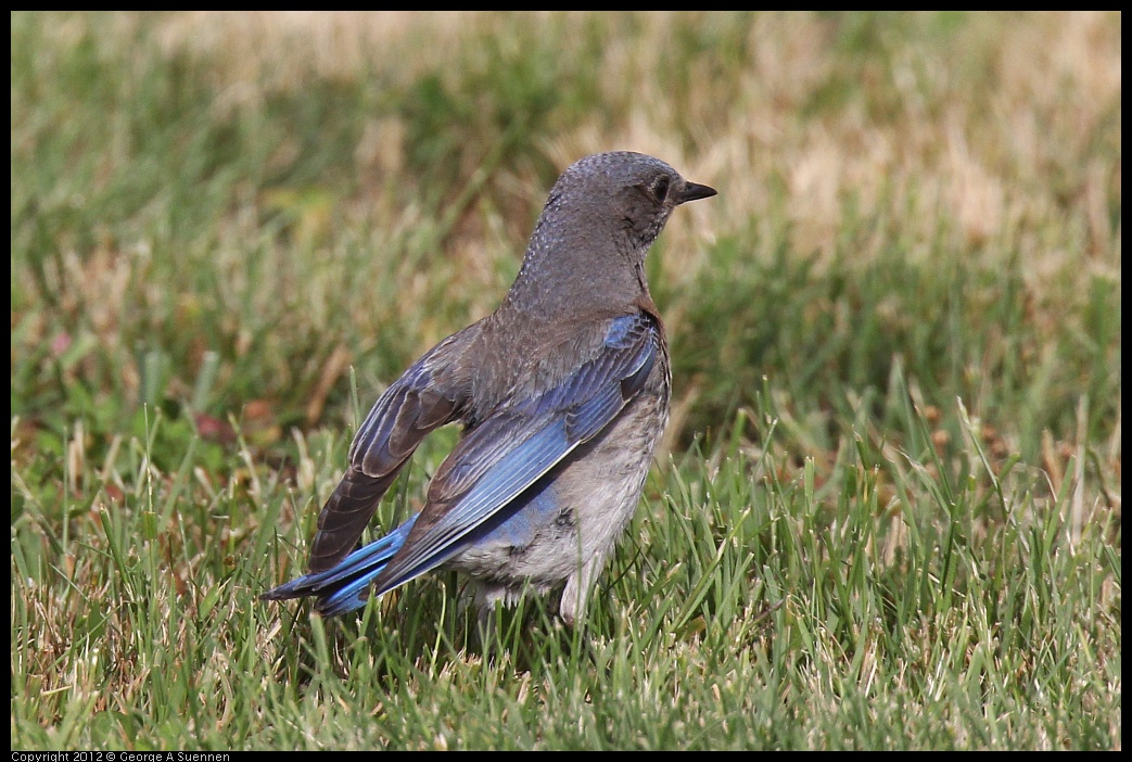 0616-165020-01.jpg - Western Bluebird