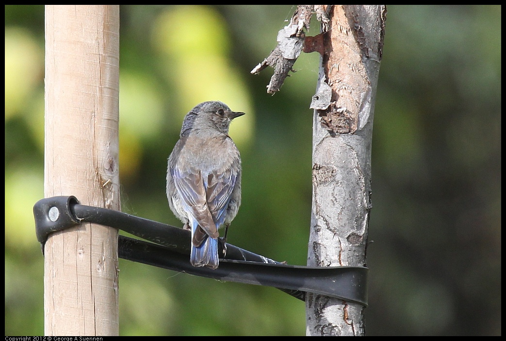 0616-165114-03.jpg - Western Bluebird