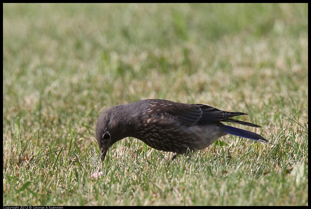 0616-165145-02.jpg - Western Bluebird Fledgling