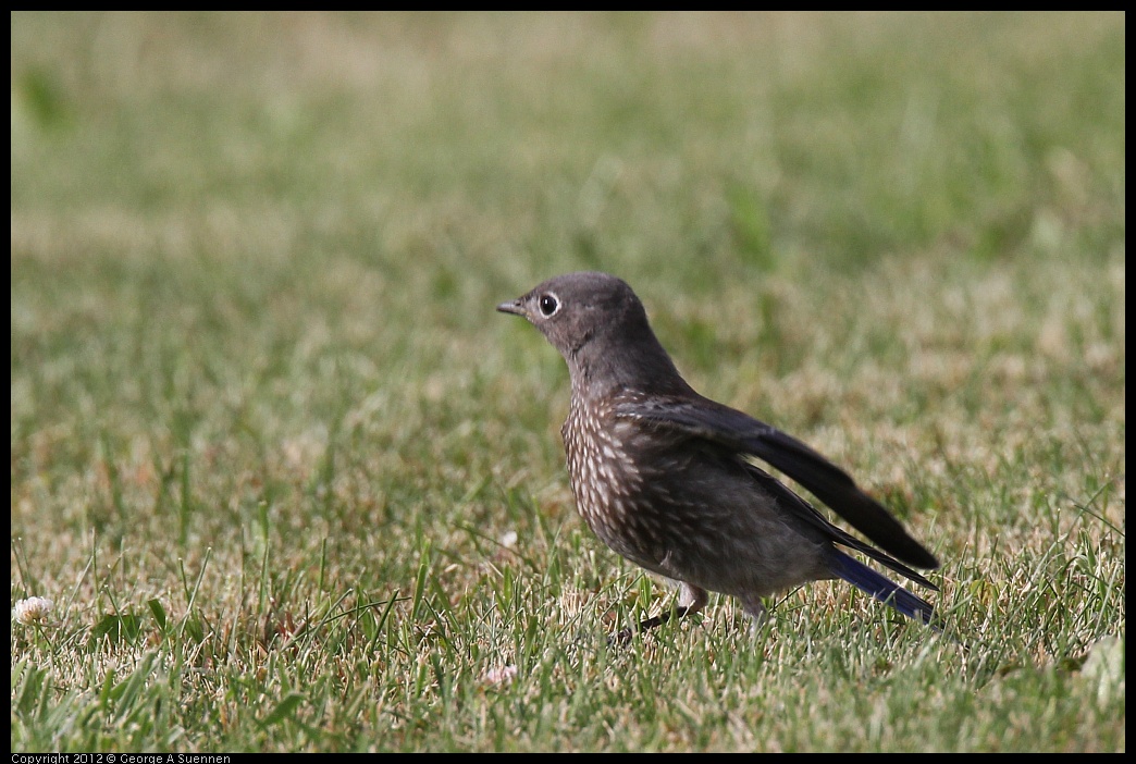 0616-165147-01.jpg - Western Bluebird Fledgling