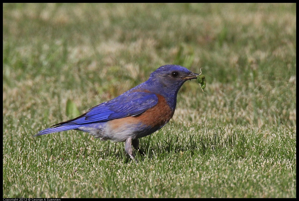 0616-165409-03.jpg - Western Bluebird