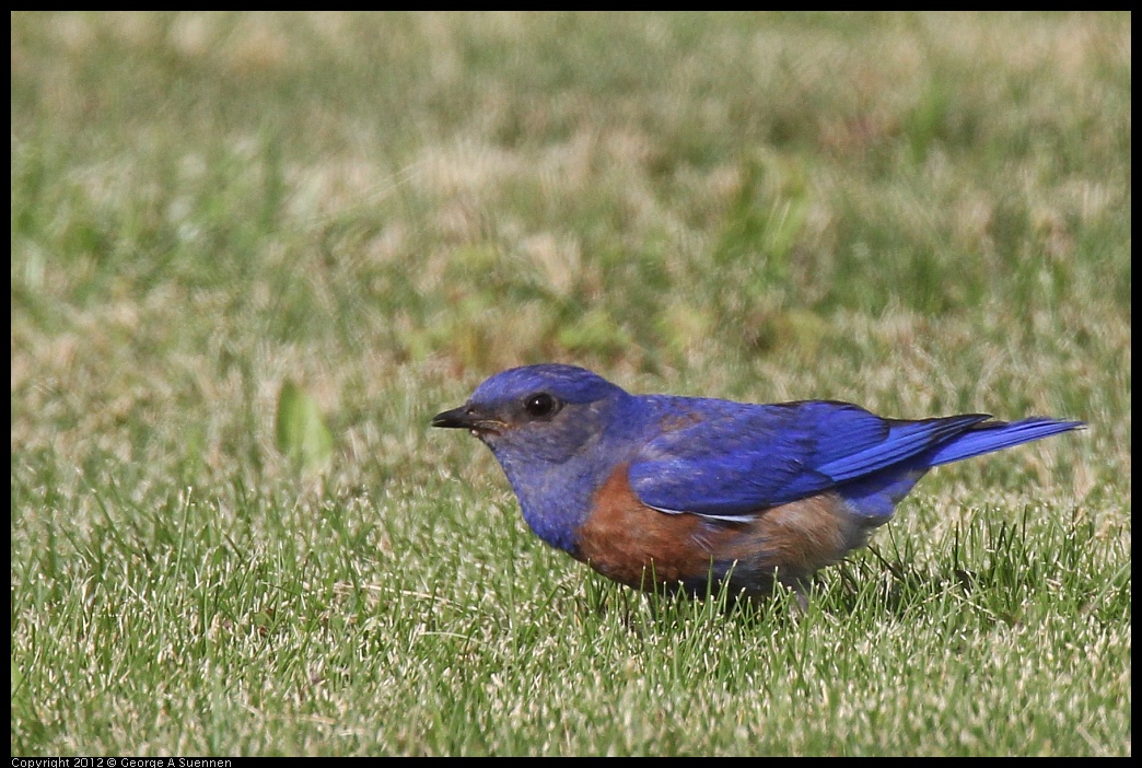 0616-165411-02.jpg - Western Bluebird