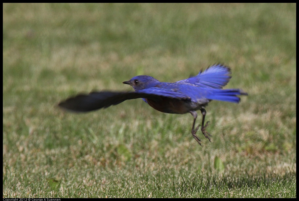 0616-165412-01.jpg - Western Bluebird