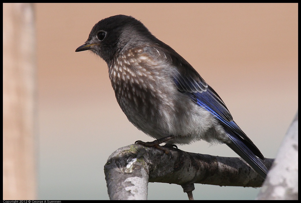 0616-165532-01.jpg - Western Bluebird Fledgling