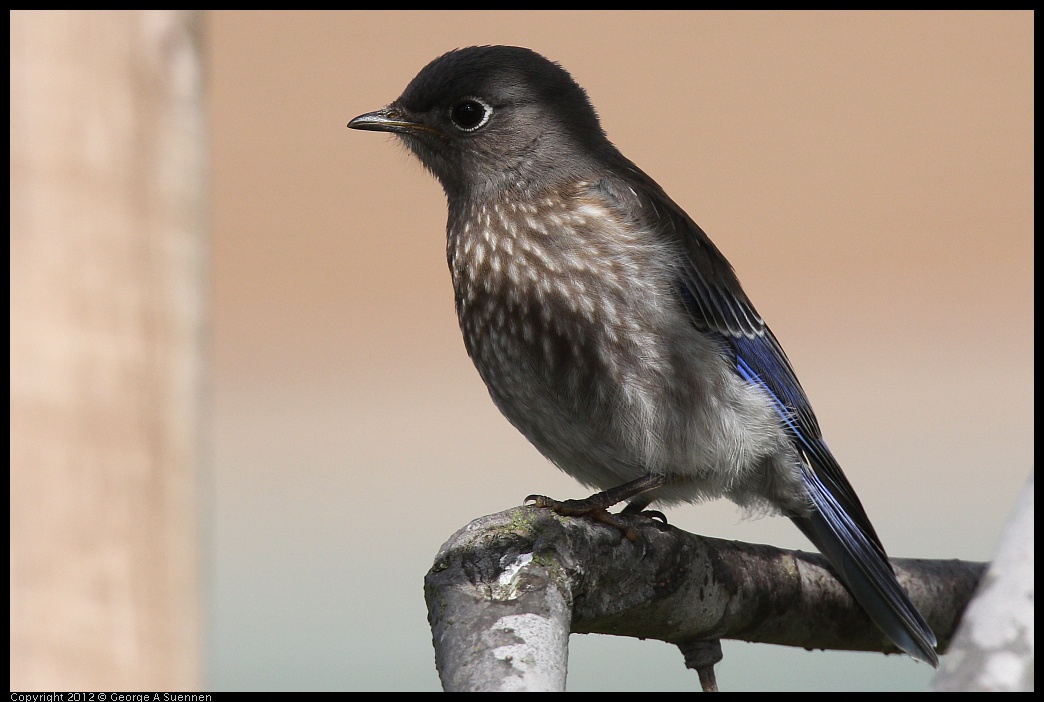 0616-165538-01.jpg - Western Bluebird Fledgling