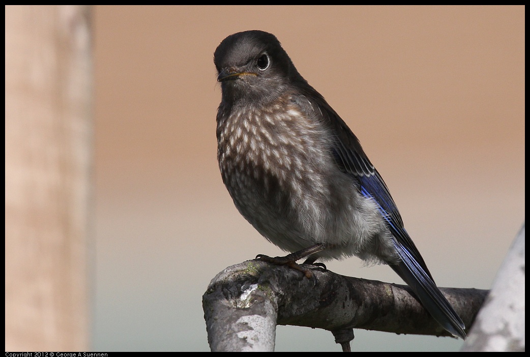 0616-165541-01.jpg - Western Bluebird Fledgling