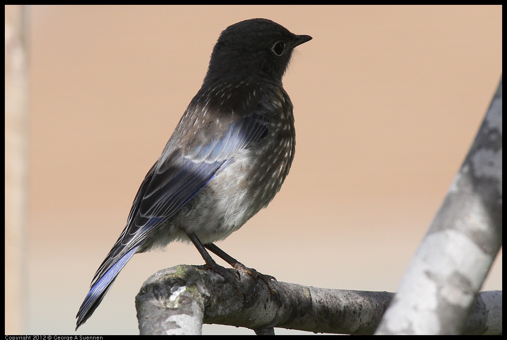 0616-165603-01.jpg - Western Bluebird Fledgling