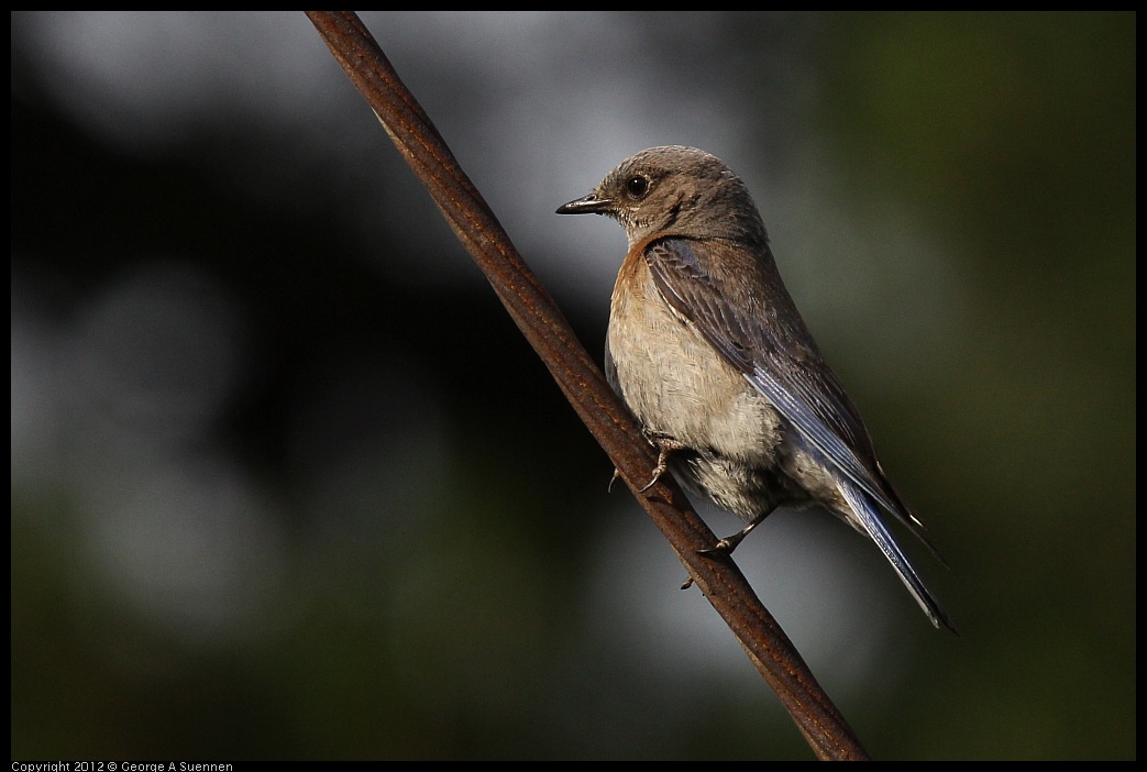 0616-165748-01.jpg - Western Bluebird