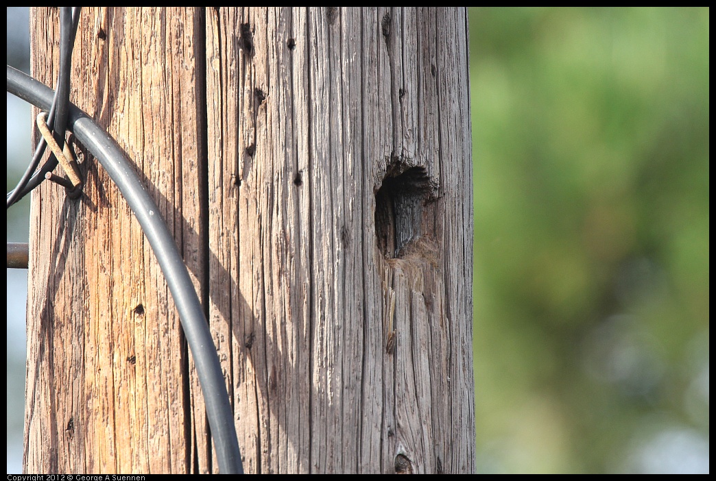 0616-165809-02.jpg - Western Bluebird Nest