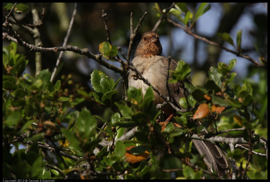 0616-170110-03.jpg - California Towhee