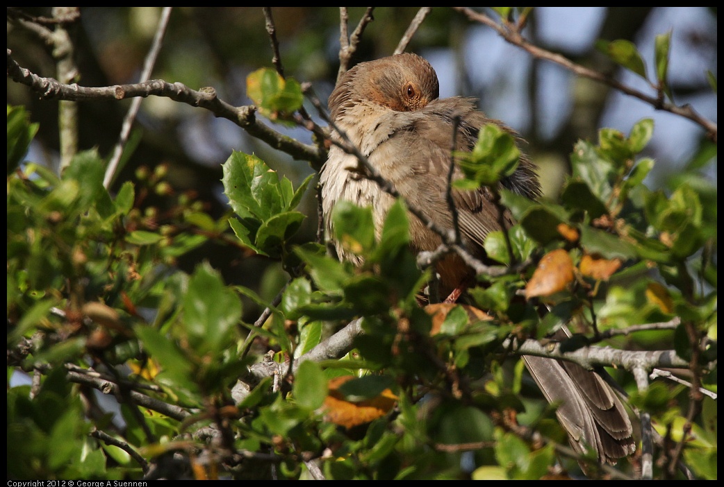 0616-170111-05.jpg - California Towhee