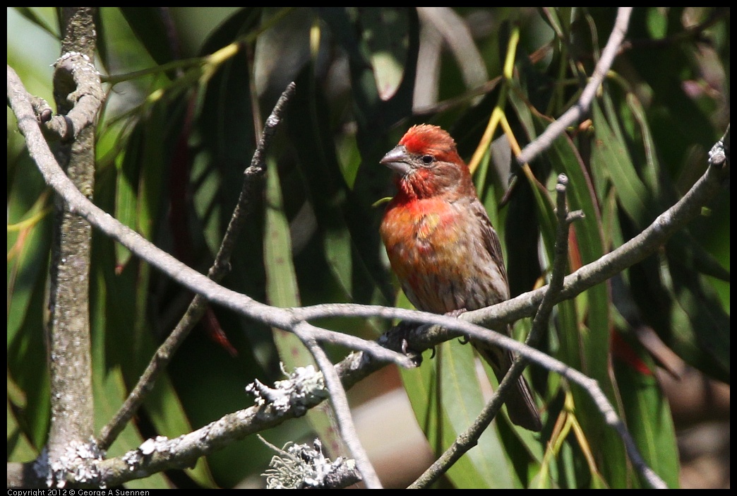 0616-085744-01.jpg - House Finch