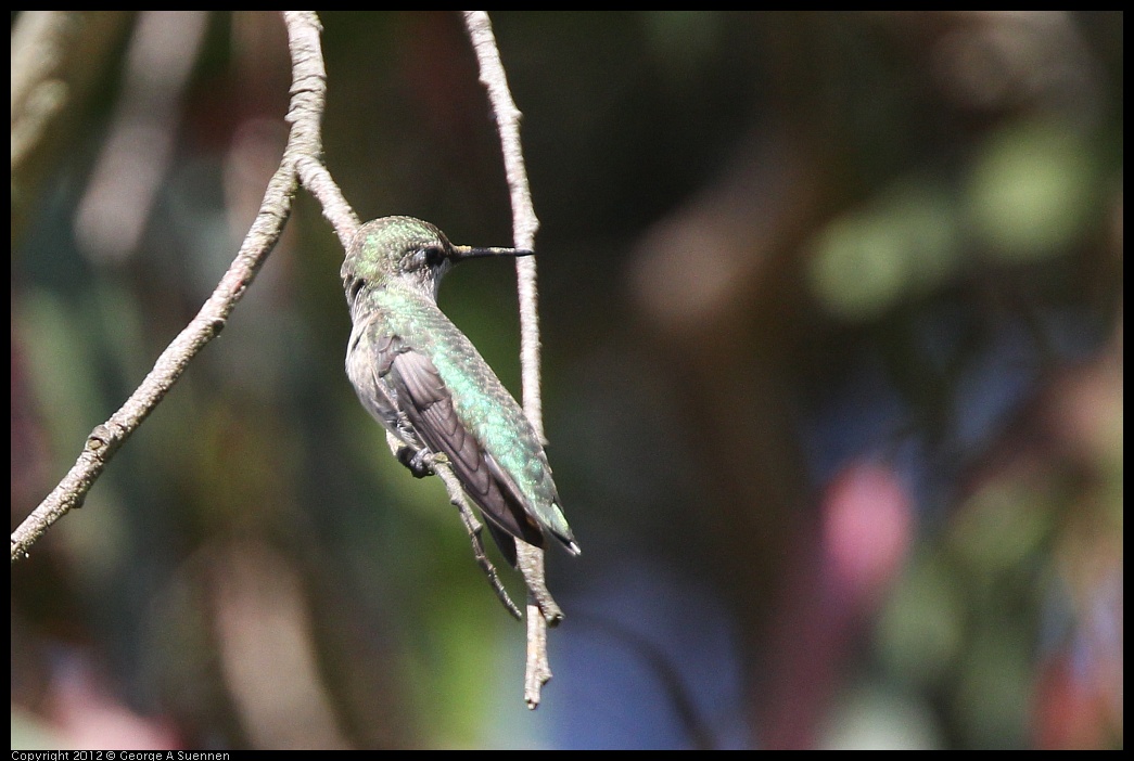 0616-085843-03.jpg - Anna's Hummingbird