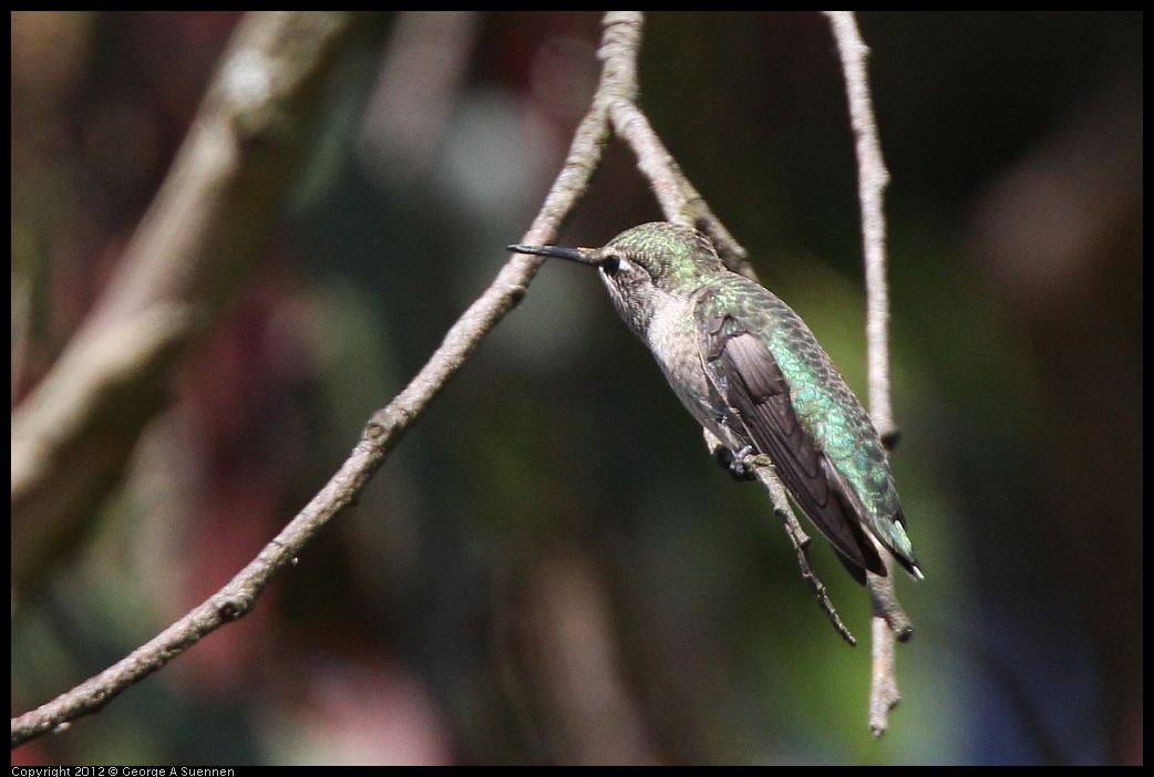 0616-085846-03.jpg - Anna's Hummingbird