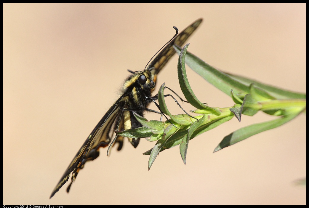 0616-090246-01.jpg - Swallowtail Butterfly