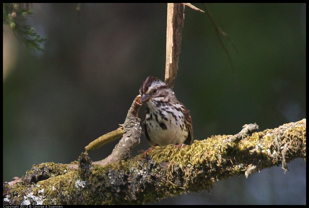 0616-091539-03.jpg - Song Sparrow