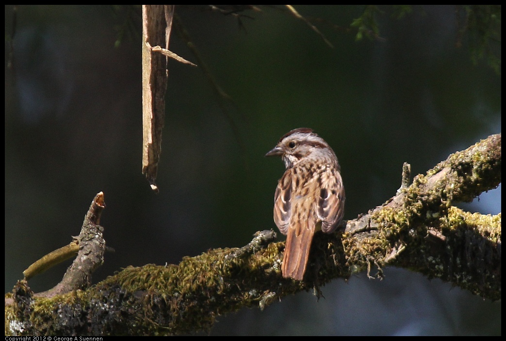 0616-091613-01.jpg - Song Sparrow