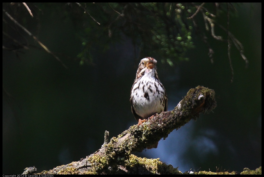 0616-091631-03.jpg - Song Sparrow