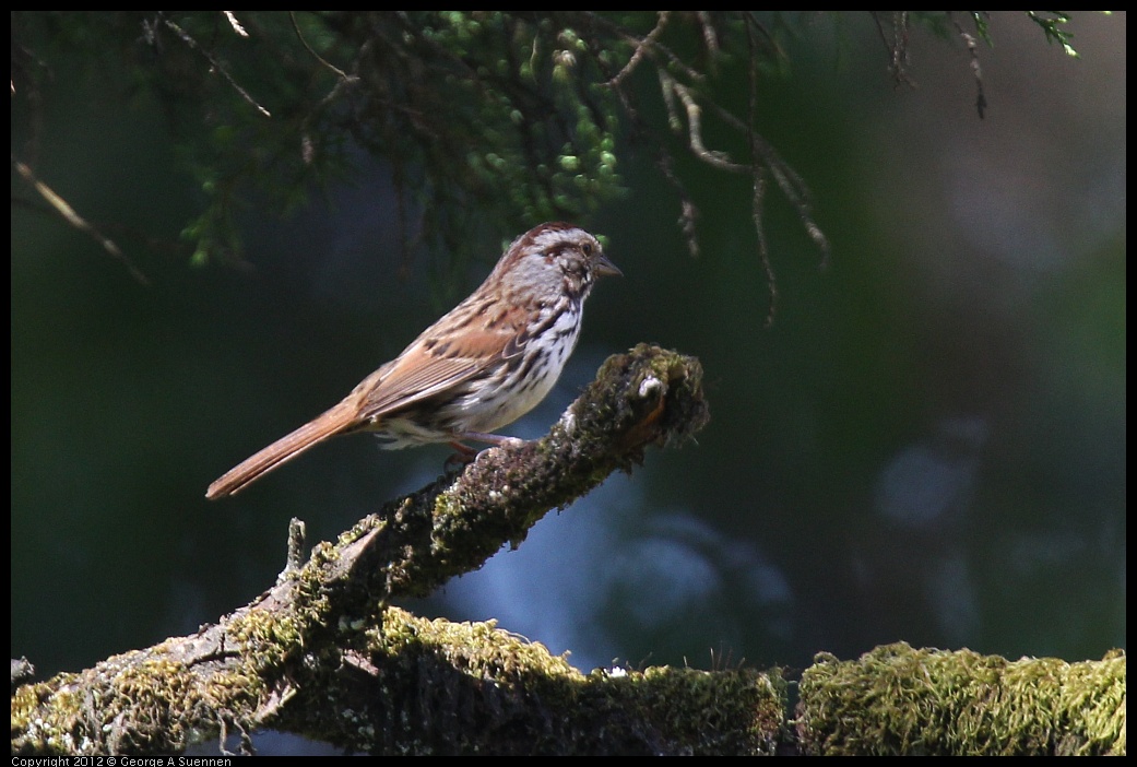 0616-091637-01.jpg - Song Sparrow