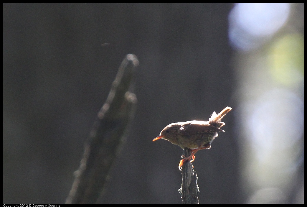 0616-092801-01.jpg - Pacific Wren