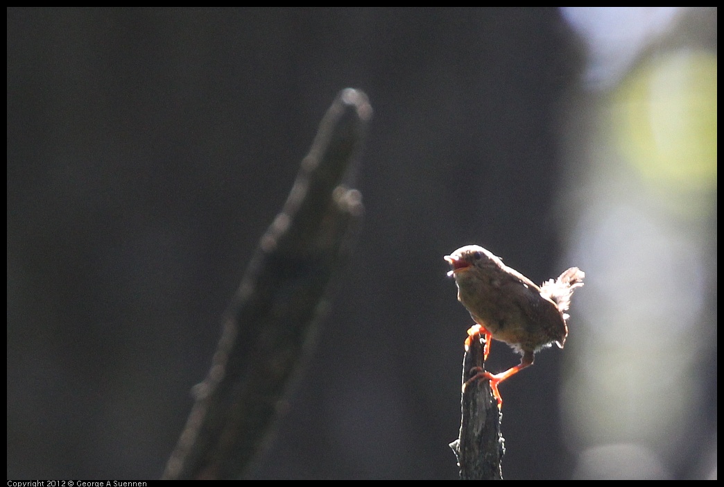 0616-092808-01.jpg - Pacific Wren