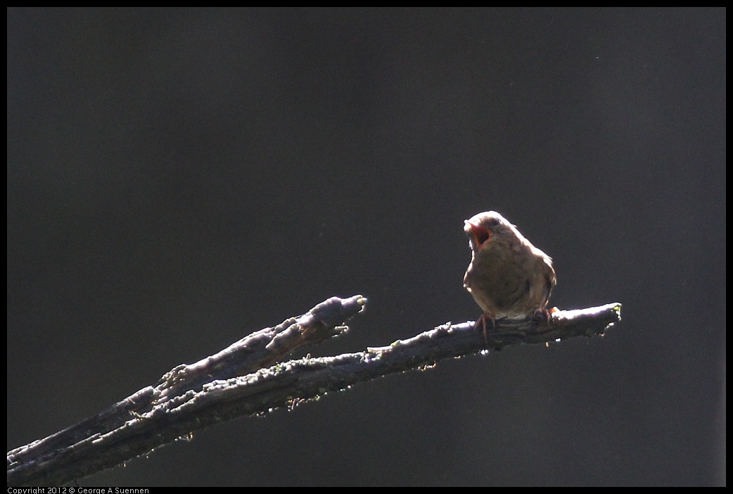 0616-092826-01.jpg - Pacific Wren