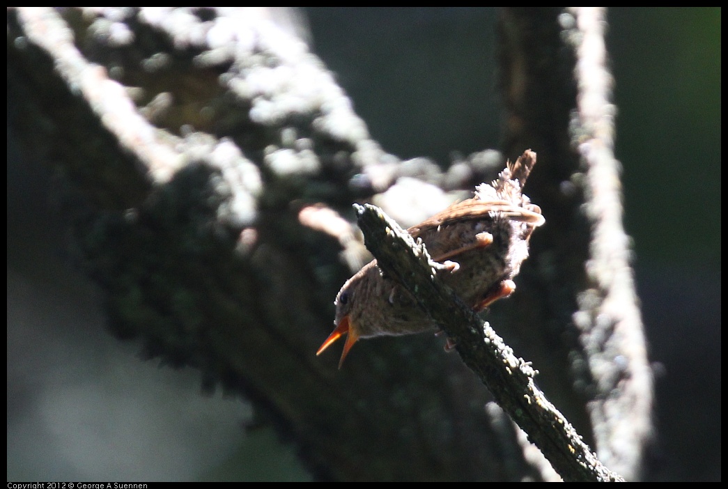 0616-093025-01.jpg - Pacific Wren