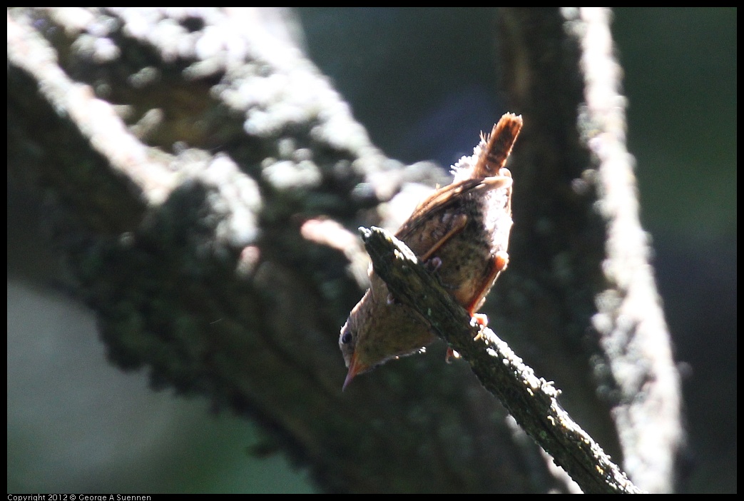 0616-093049-04.jpg - Pacific Wren