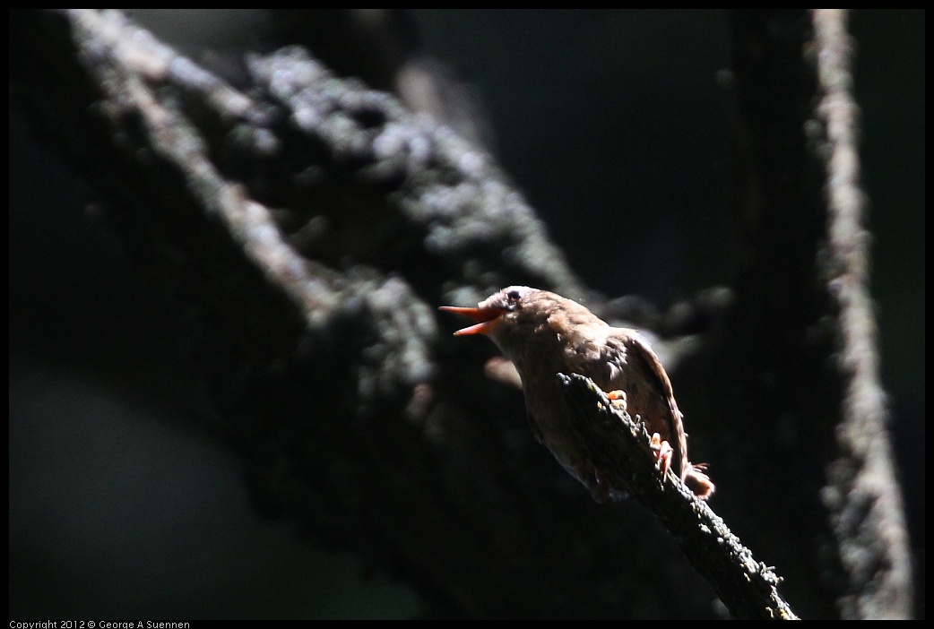 0616-093214-04.jpg - Pacific Wren