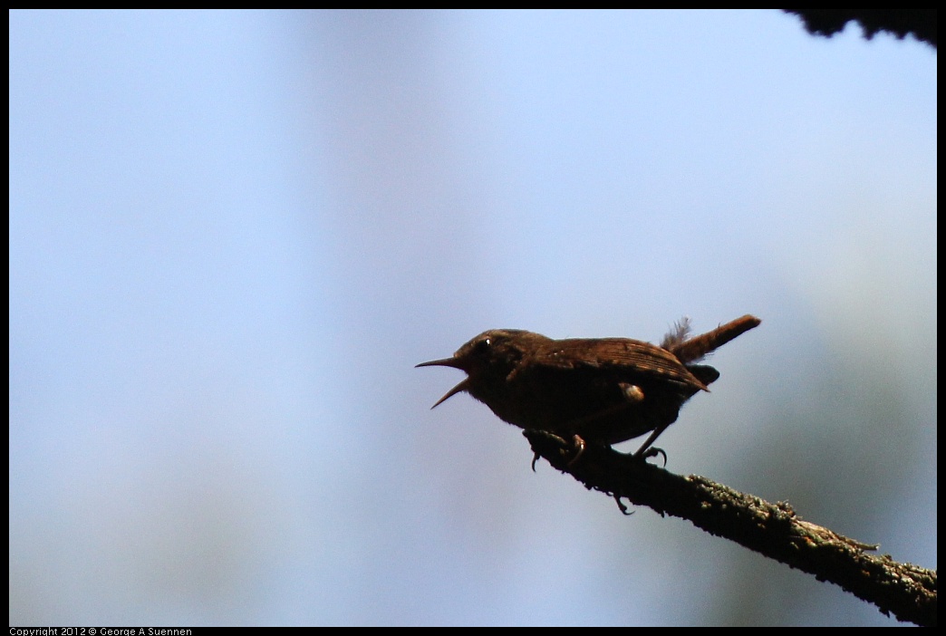 0616-093306-01.jpg - Pacific Wren