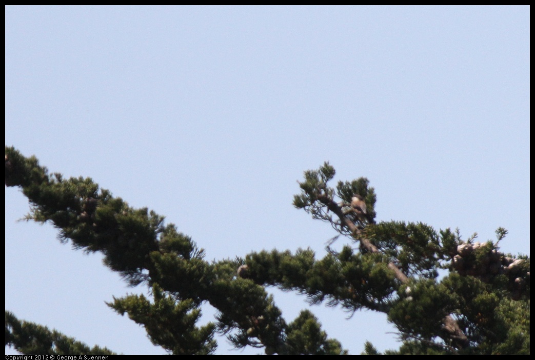 0616-095052-04.jpg - Chestnut-backed Chickadee (Id purpose only)