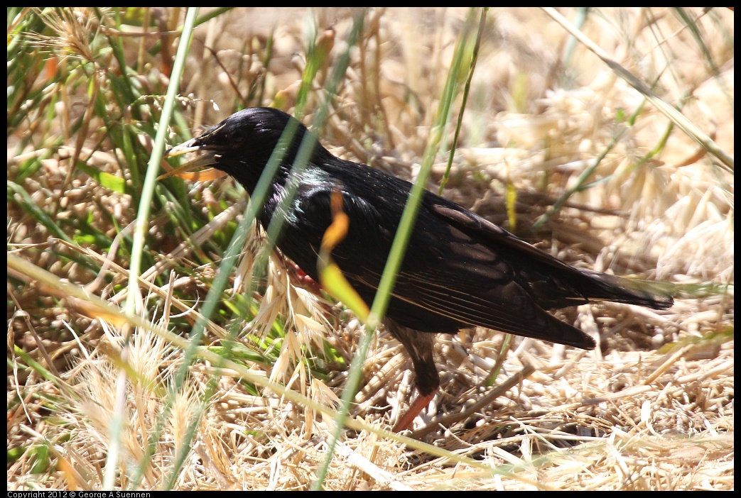 0616-101432-01.jpg - European Starling