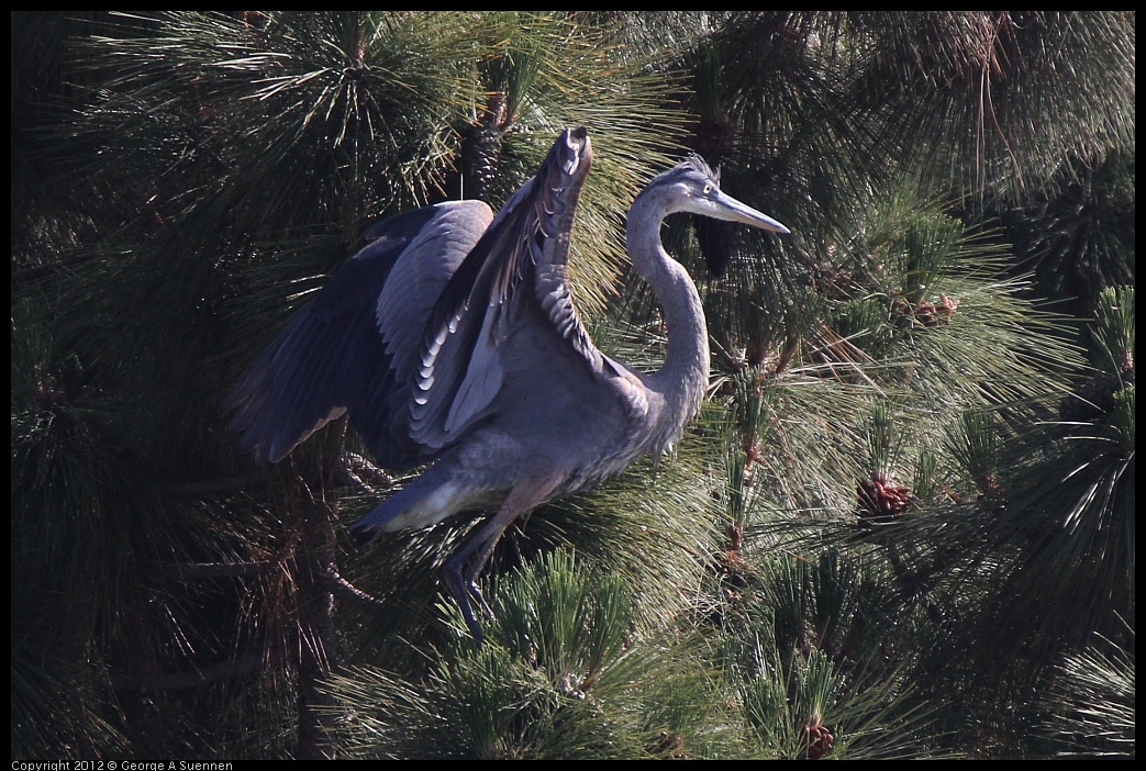 0619-083543-04.jpg - Great Blue Heron