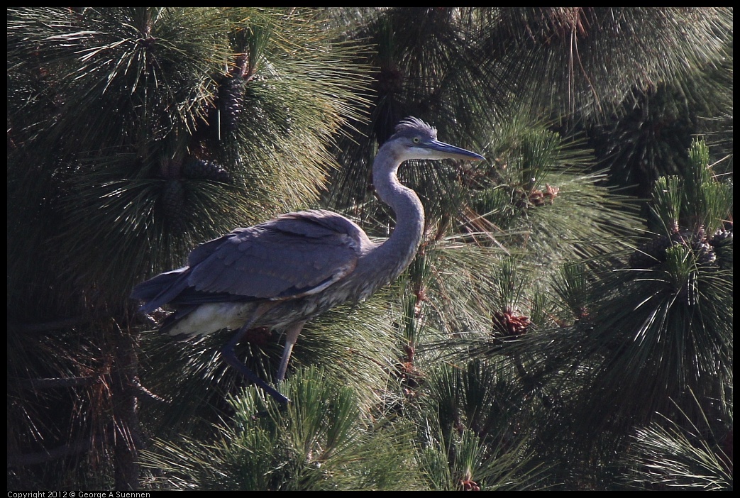 0619-083546-01.jpg - Great Blue Heron