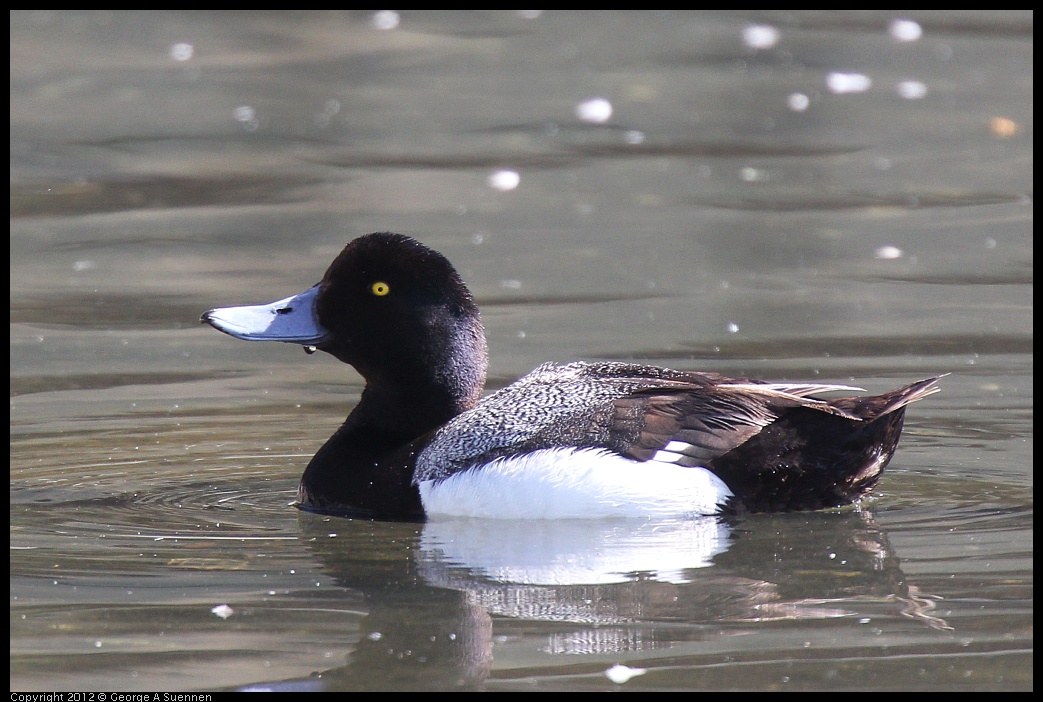 0619-083628-01.jpg - Lesser Scaup