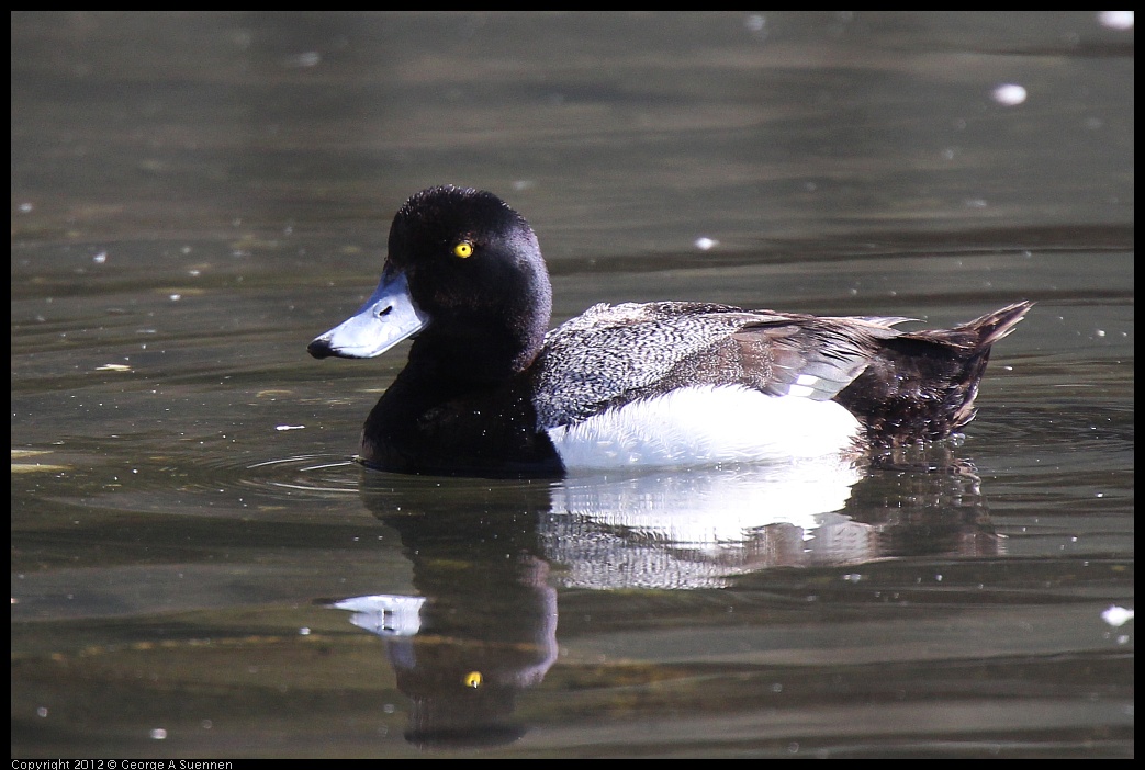 0619-083631-01.jpg - Lesser Scaup