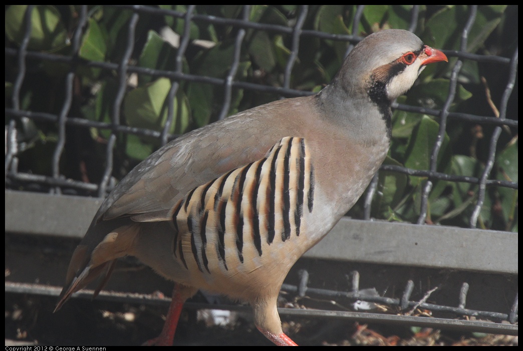 0619-083719-01.jpg - Chukar