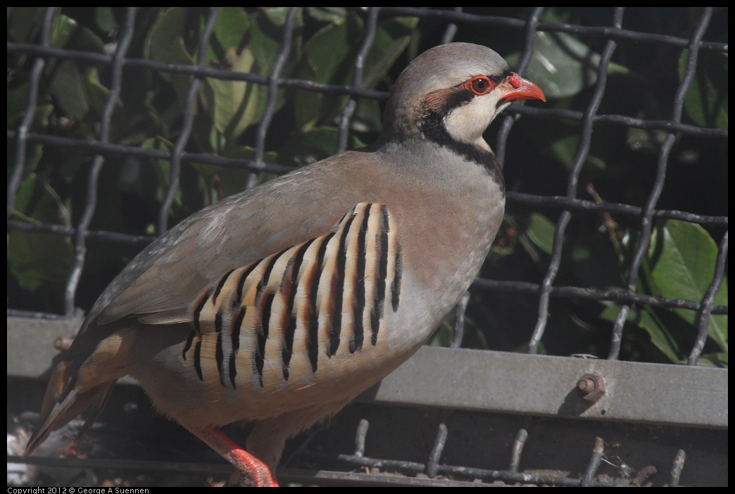 0619-083748-01.jpg - Chukar