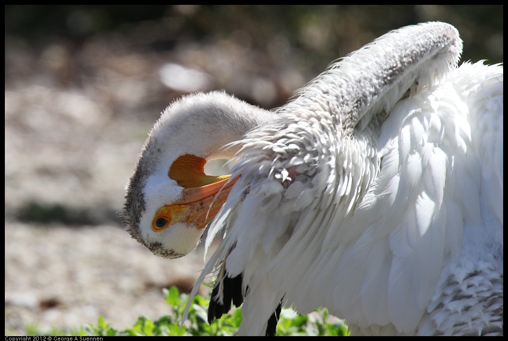 0619-083953-01.jpg - American White Pelican