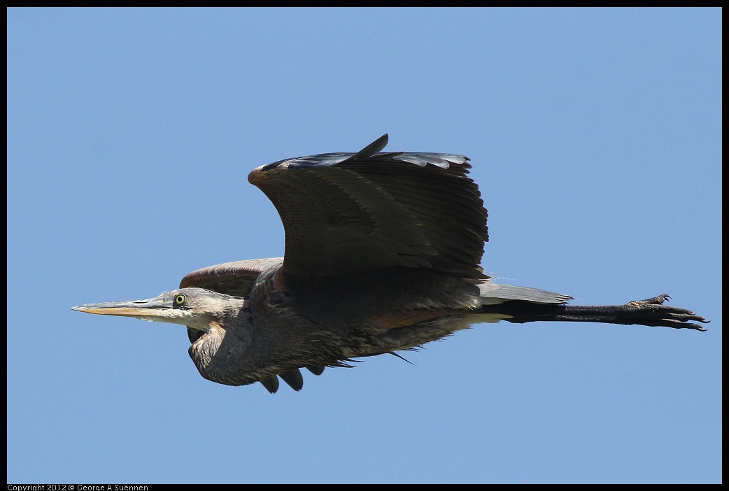 0619-084030-02.jpg - Great Blue Heron