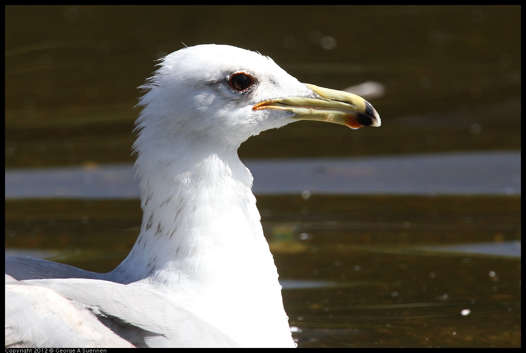 0619-084127-02.jpg - California Gull