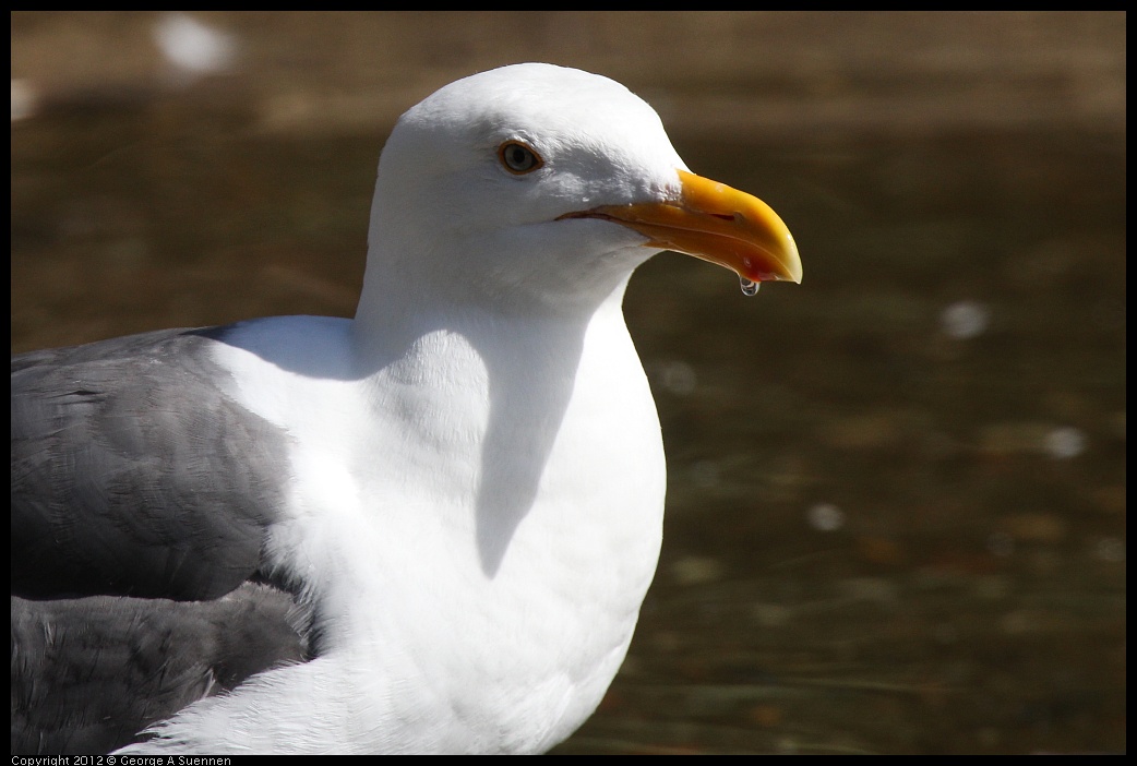 0619-084131-05.jpg - Western Gull