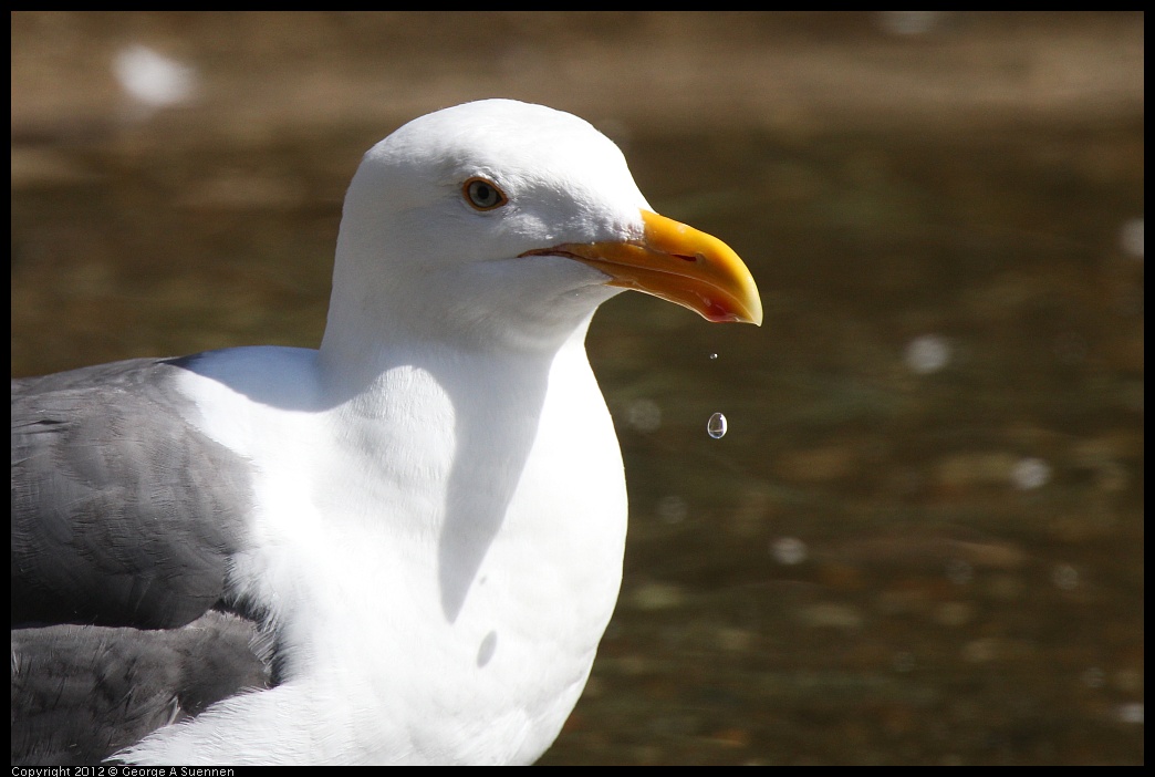 0619-084132-01.jpg - Western Gull