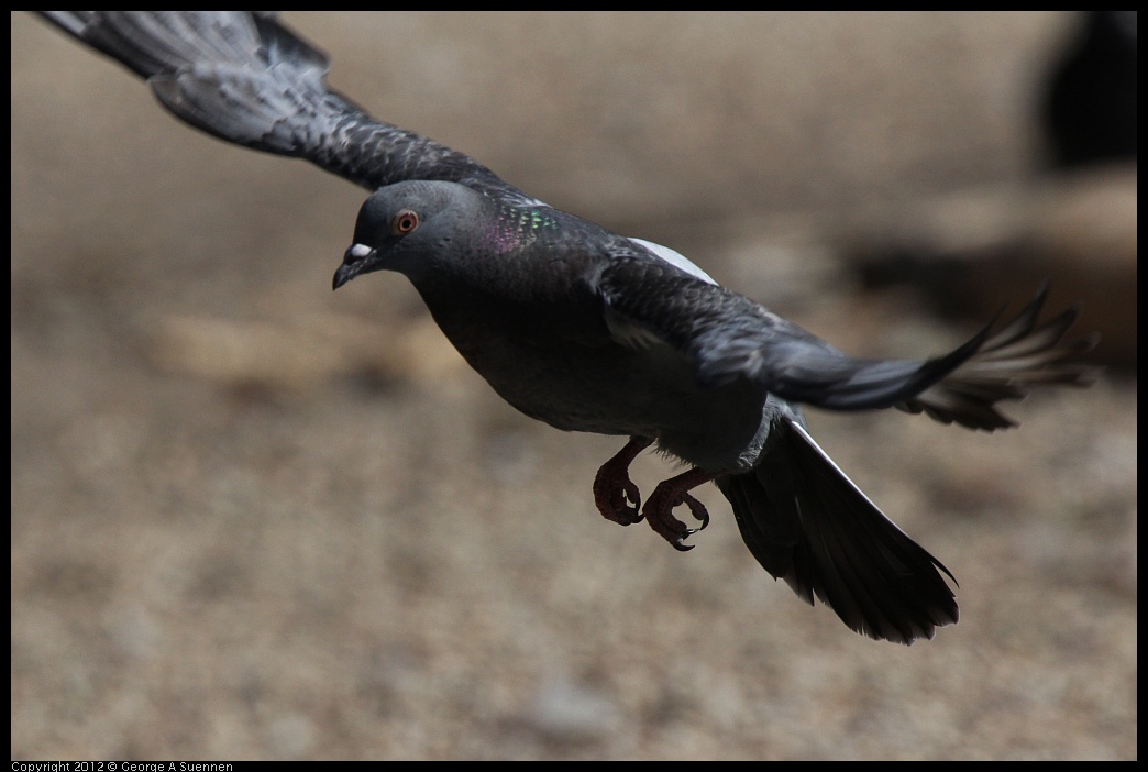 0619-084200-02.jpg - Rock Pigeon