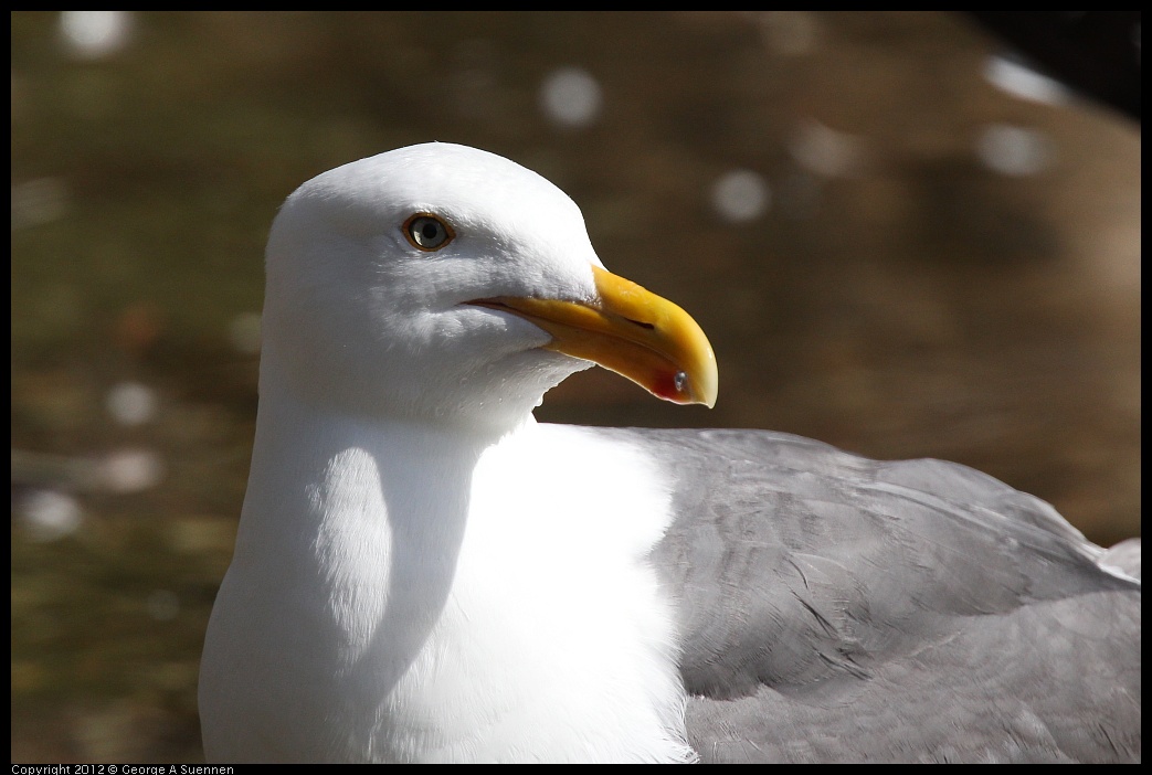 0619-084220-02.jpg - Western Gull