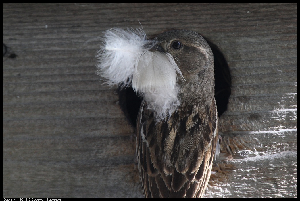 0619-084323-03.jpg - House Sparrow