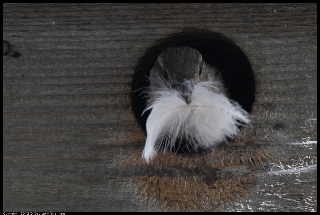 0619-084325-03.jpg - House Sparrow