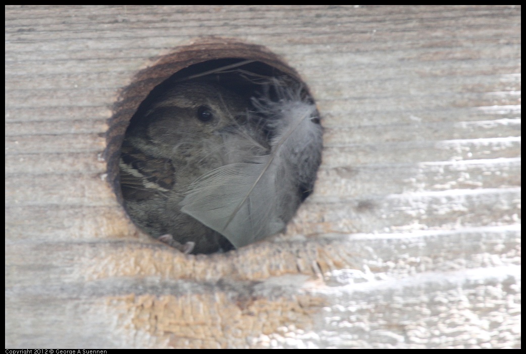 0619-084331-03.jpg - House Sparrow