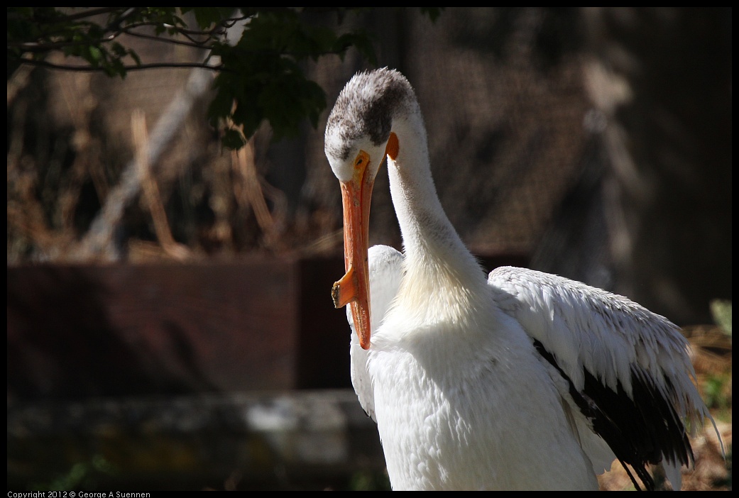 0619-084437-01.jpg - American White Pelican