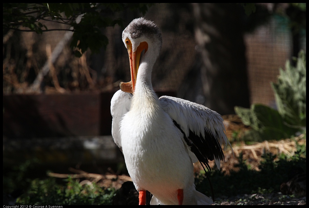 0619-084443-02.jpg - American White Pelican